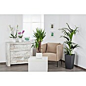 Yucca elephantipes 24