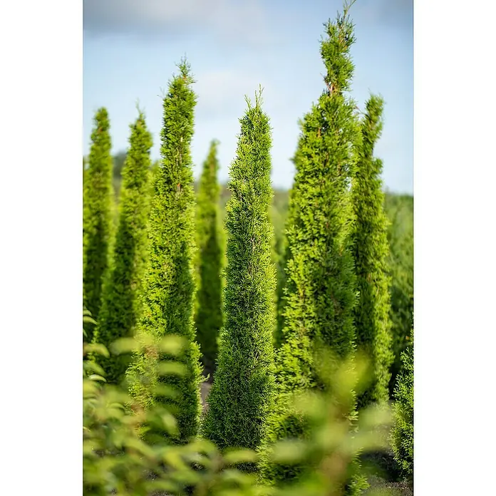 Piardino Echte Mittelmeer-Zypresse Säule - Cupressus sempervirens Säule, Topfgröße: 24 cm, Aktuelle Wuchshöhe: 100 cm - 125 cm - Eine Nahaufnahme von mehreren schlanken, grünen Säulenzypressen in einem Feld, die eine dichte, lebendige Hecke bilden.