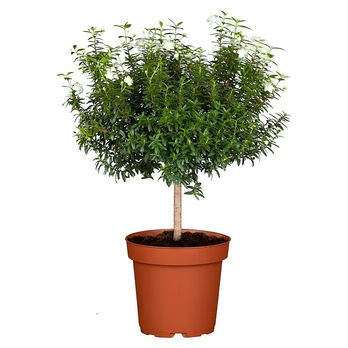 Piardino Brautmyrte Stamm - Myrtus communis, Topfgröße: 15 cm, Weiß - Ein Myrte-Bäumchen in einem Terrakotta-Topf, das mit grünen Blättern und kleinen weißen Blüten geschmückt ist, präsentiert seine natürliche Schönheit.