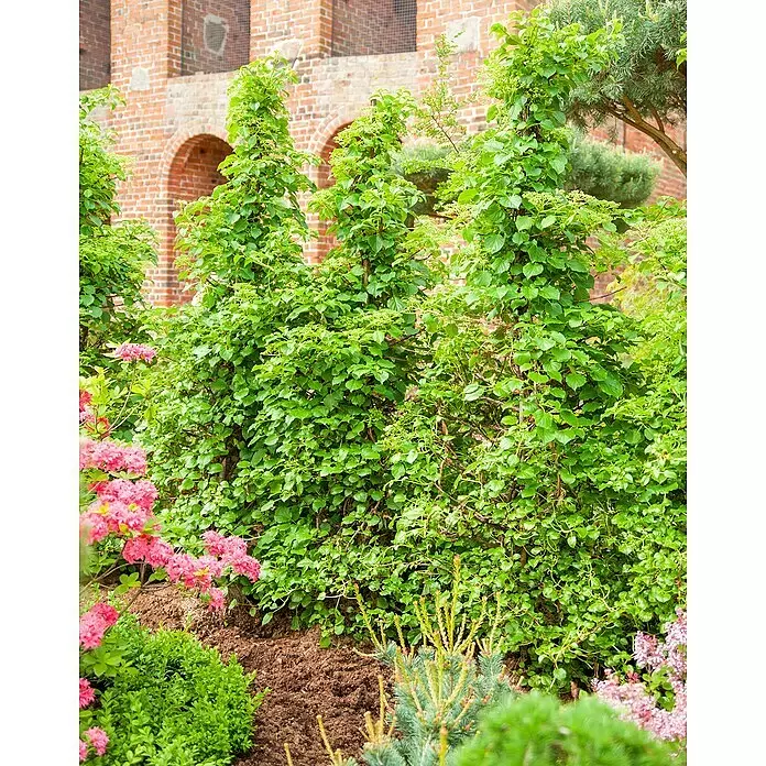 Piardino KletterhortensieHydrangea petiolaris, Topfgröße: 23