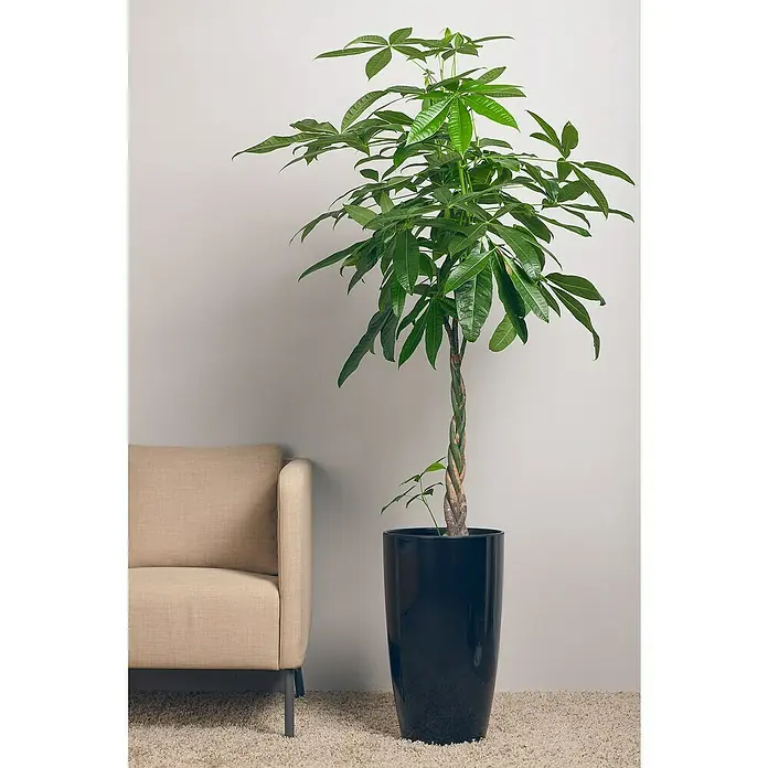 Piardino GlückskastaniePachira aquatica, Topfgröße: 17 cm - Ein Geldbaum (Pachira aquatica) mit geflochtenem Stamm steht in einem schwarzen Topf neben einem beigen Sessel auf einem hellen Teppich.