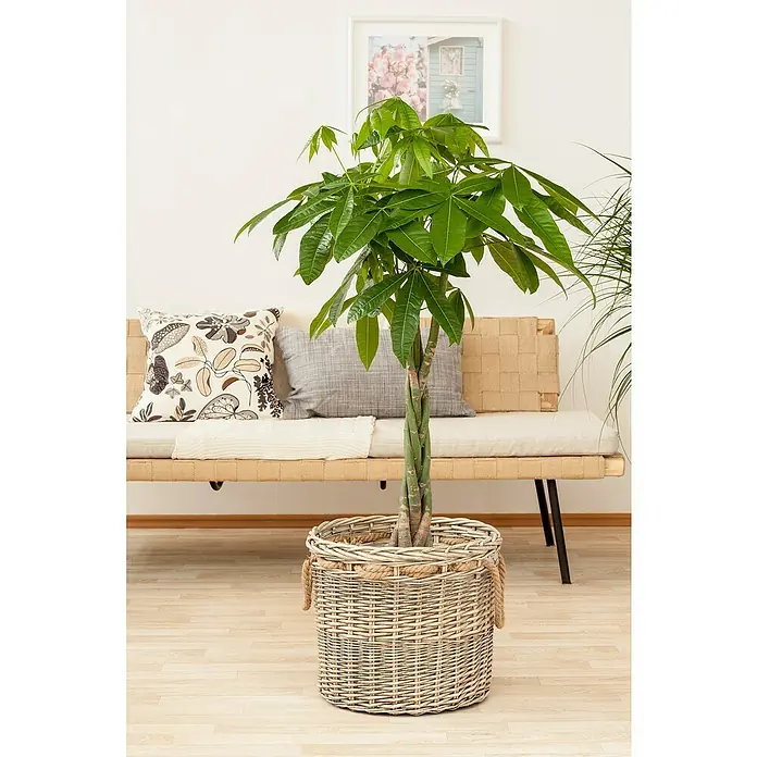 Piardino Pachira - Pachira aquatica, Tamaño de maceta: 27 cm - Primer plano de una Pachira Aquatica, en maceta en una cesta de mimbre, con un sofá luminoso y un cuadro enmarcado al fondo.