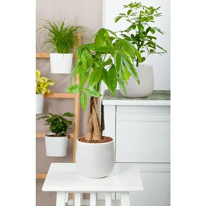 Piardino Glückskastanie - Stamm geflochtenPachira aquatica, Topfgröße: 21 cm - Zimmerpflanze Pachira aquatica, auch bekannt als Glückskastanie, in einem weißen Topf auf einem kleinen Tisch, im Hintergrund weitere Pflanzen.