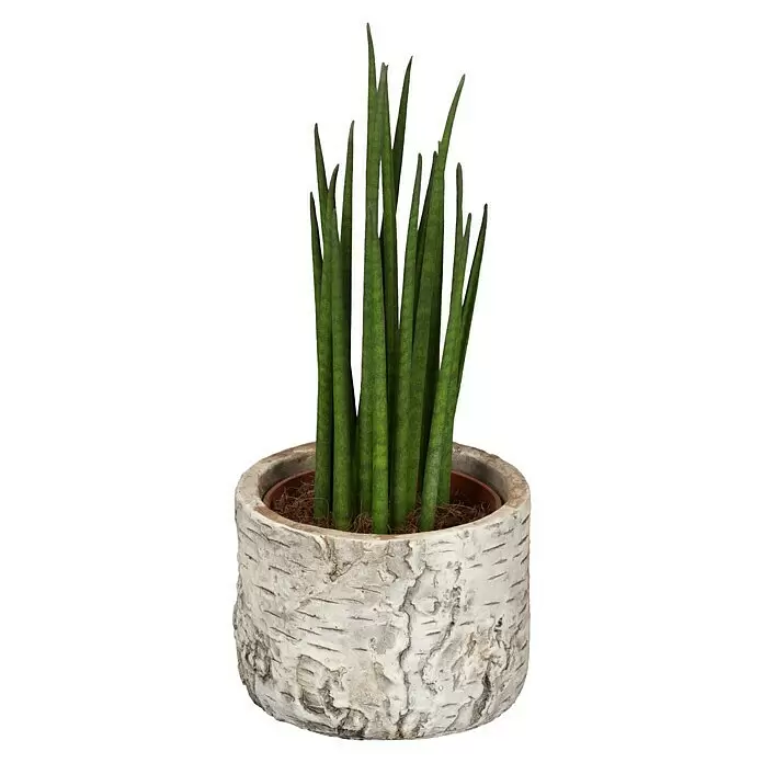 Piardino Bogenhanf MinisSansevieria, Topfgröße: 7 cm, Gelb-Grün