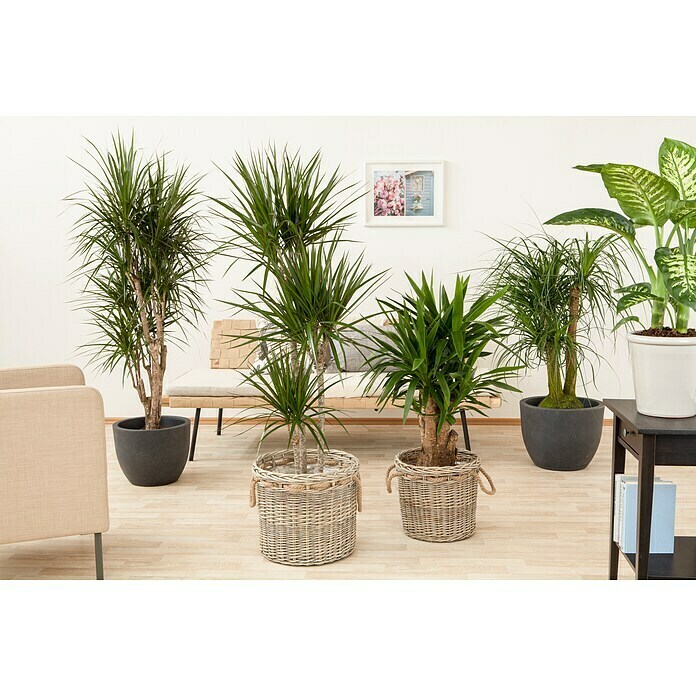 Yucca elephantipes 24