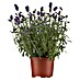 Piardino Lavendel 