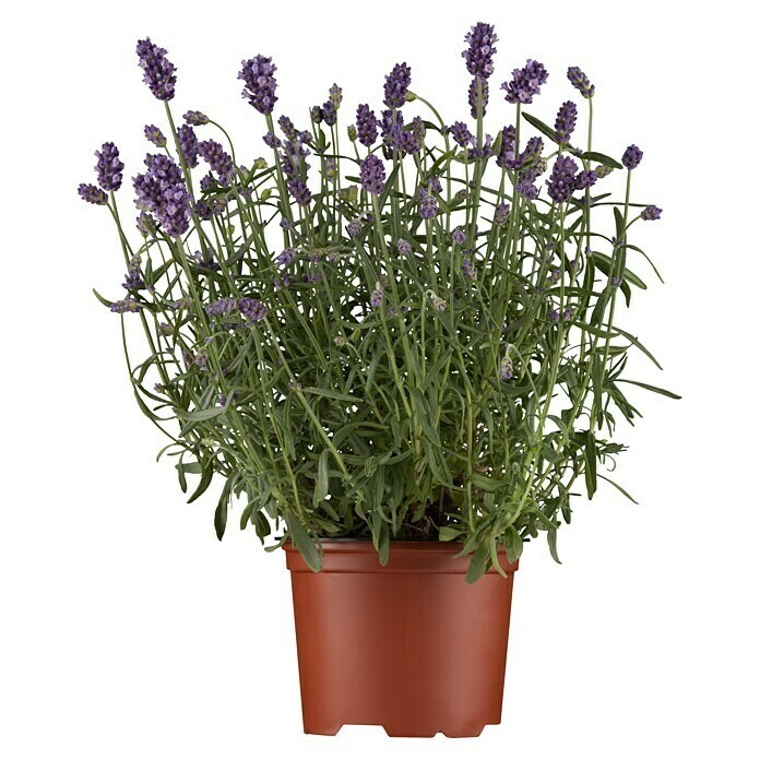 Lavandula angustifolia 12