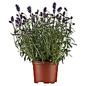 Lavandula angustifolia 12