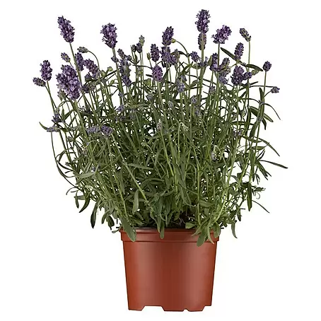 Piardino Lavendel