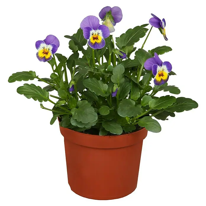Piardino Violeta de los Pirineos - Viola cornuta, Tamaño de maceta: 11 cm, En función de la variedad - Una maceta con pensamientos vibrantes en tonos de púrpura y amarillo, en plena floración, ubicados en una maceta de terracota.