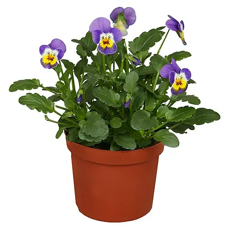 Piardino  Violeta de los Pirineos