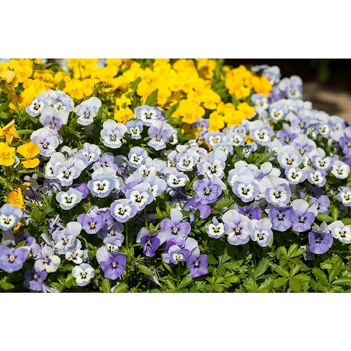 Piardino Violeta de los Pirineos - Viola cornuta, Tamaño de maceta: 11 cm, En función de la variedad - Primer plano de un macizo de flores con pensamientos amarillos y morados en plena floración, creando una escena vibrante y colorida.