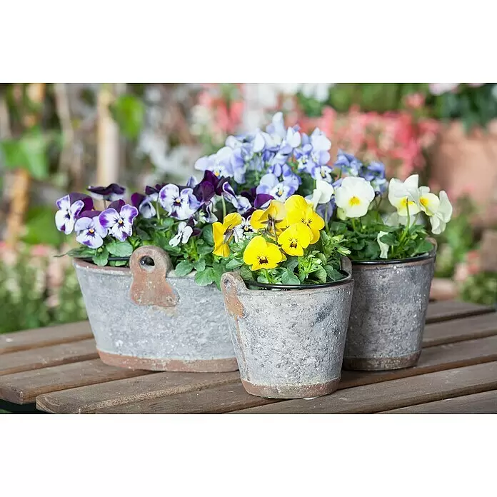 Piardino Garten-Stiefmütterchen - Viola cornuta, Topfgröße: 14 cm, in Farben gemischt - Drei rustikale Metalleimer gefüllt mit bunten Stiefmütterchen (gelb, weiß, lila/blau) auf einem Holztisch.
