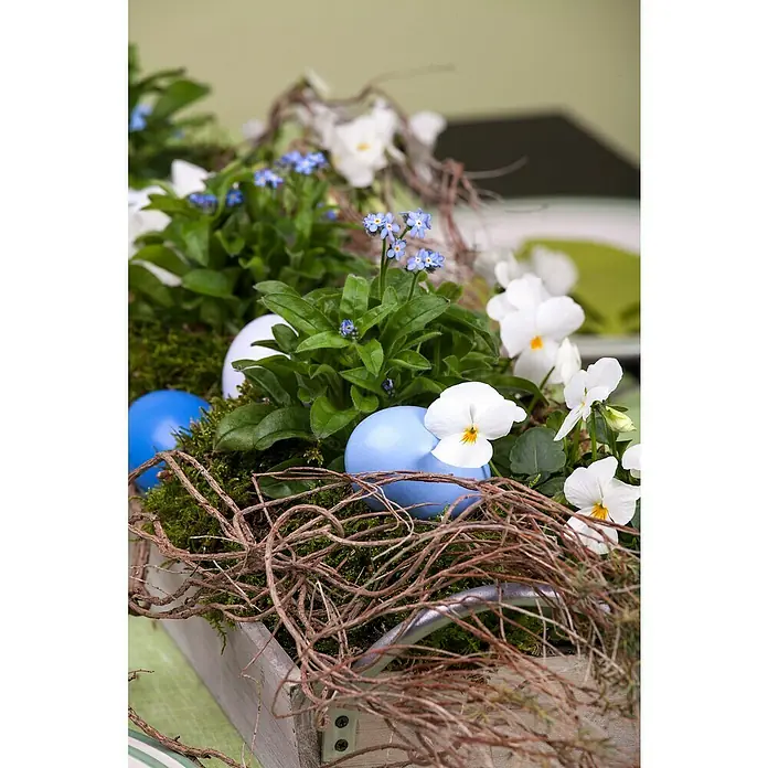 Piardino Violeta de los Pirineos - Tamaño de maceta: 12 cm, En función de la variedad - Arreglo floral con huevos de Pascua coloridos, delicadas nomeolvides y pensamientos blancos en una caja de madera rústica, adornado con ramitas finas.