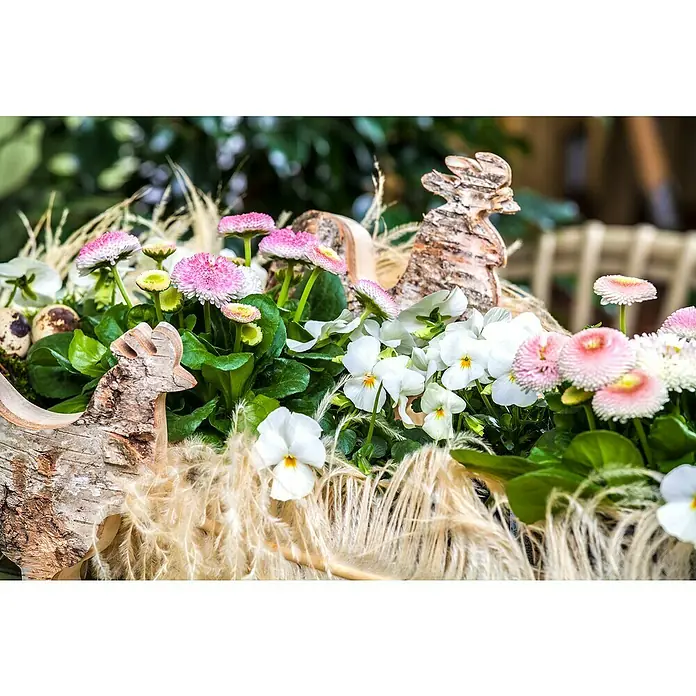 Piardino Violeta de los Pirineos - Tamaño de maceta: 12 cm, En función de la variedad - Una hermosa decoración de Pascua con flores, plumas y gallinas de madera, creando un ambiente primaveral.
