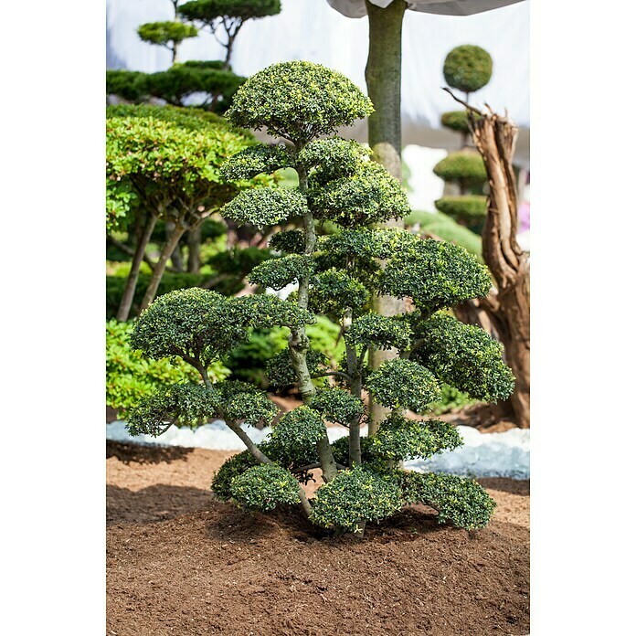 Piardino Bergilex Tray (Ilex crenata, Topfgröße: 9 cm) | BAUHAUS