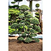 Piardino Bergilex Tray (Ilex crenata, Topfgröße: 9 cm) | BAUHAUS