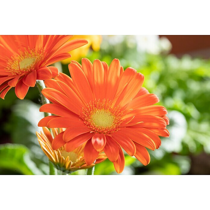 Gerbera jamesonii 12i.F. gem.