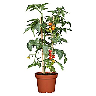 Piardino Strauchtomate Bio (Solanum lycopersicum 'Purpelboy', Topfgröße: 19 cm)