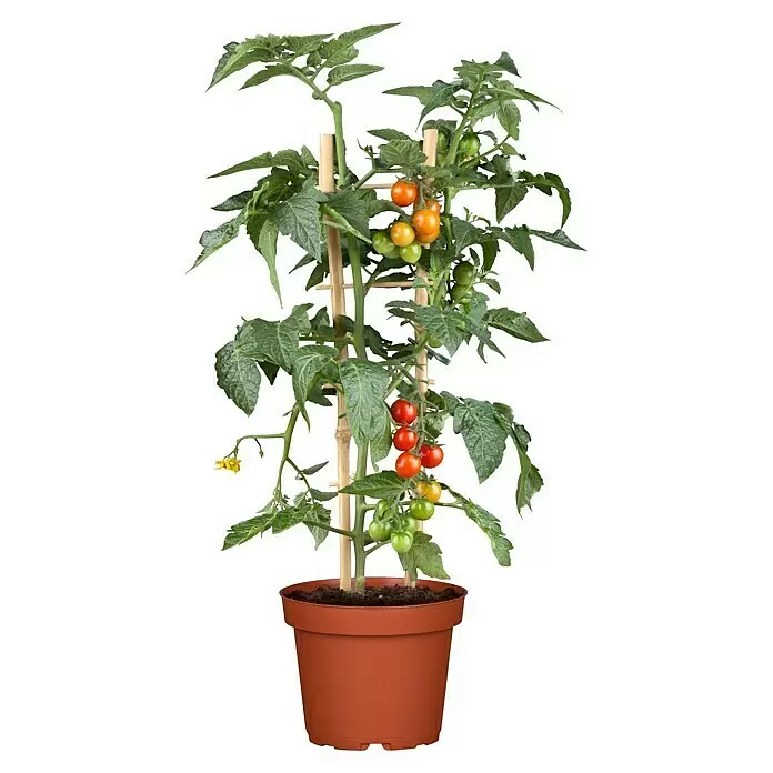 Piardino Strauchtomate Bio - Solanum lycopersicum 'Purpelboy', Topfgröße: 19 cm - Topfpflanze Tomate mit grünen Blättern, gelben Blüten und einer Mischung aus grünen, orangefarbenen und roten Tomaten, gestützt von einem Bambusspalier.