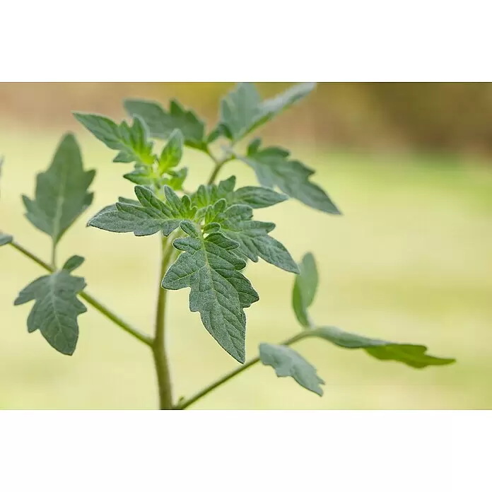 Piardino Strauchtomate Bio - Solanum lycopersicum 'Purpelboy', Topfgröße: 19 cm - Nahaufnahme einer leuchtend grünen Jungpflanze mit behaarten, gelappten Blättern und dünnem Stiel.