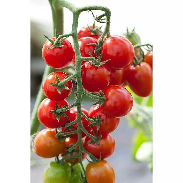 Piardino Strauchtomate Bio - Solanum lycopersicum 'Purpelboy', Topfgröße: 19 cm - Eine Traube reifender Kirschtomaten am Stiel, mit leuchtend roten, orangefarbenen und grünen Früchten.