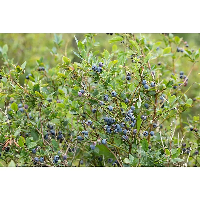 Piardino Heidelbeere - Vaccinium corymbosum, 5 l - Reife Blaubeeren hängen an den Zweigen eines Blaubeerstrauchs, umgeben von grünen Blättern. Köstliche, gesunde, frische Früchte.