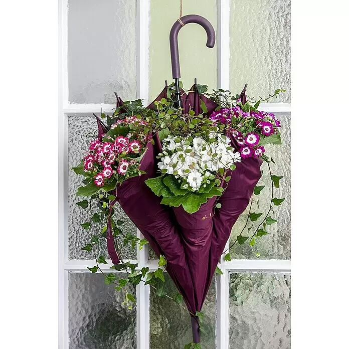 Piardino Efeu - Hedera helix - Ein violetter Regenschirm hängt, gefüllt mit weißen, rosa und violetten Blumen und grünem Efeu als dekorativer Pflanzgefäß.