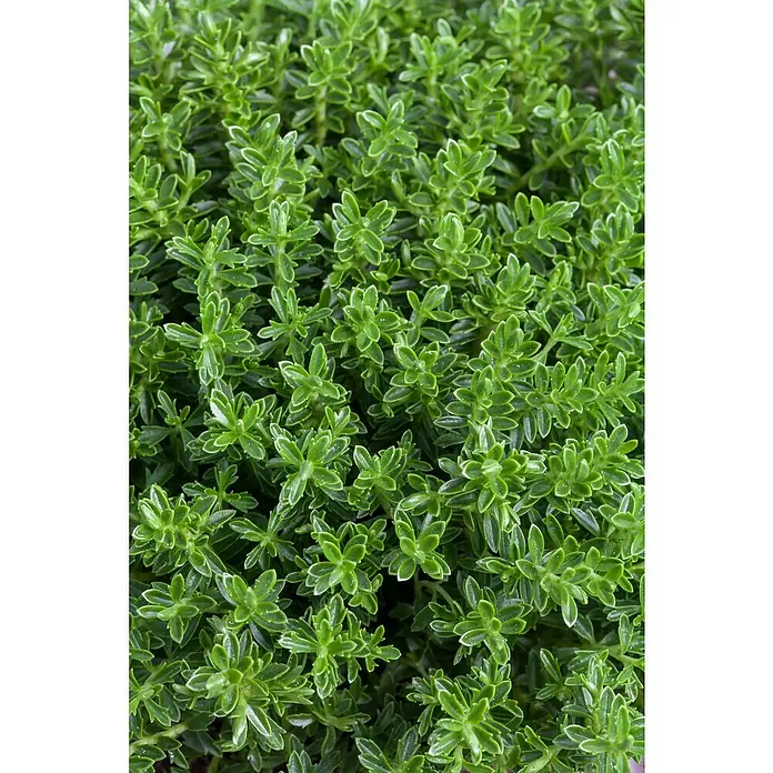 Piardino StrauchveronikaHebe 'Green Boys' - Nahaufnahme einer dichten grünen Pflanze mit kleinen, glänzenden Blättern. Perfekt für naturnahe und lebendige Designs.