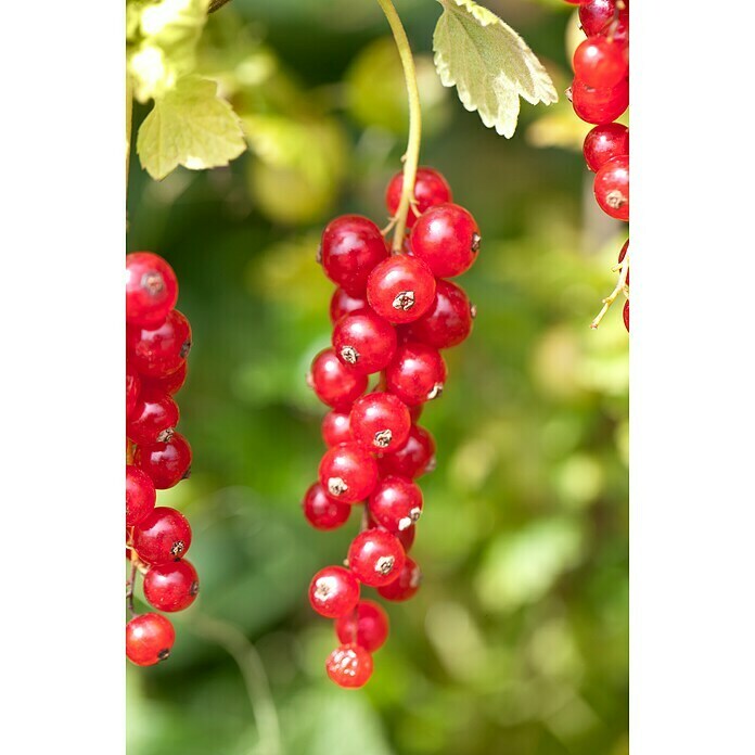 Piardino Ogrozd  (Ribes grossularia, Berba: Srpanj) | BAUHAUS