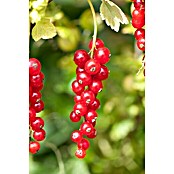 Piardino Ogrozd  (Ribes grossularia, Berba: Srpanj) | BAUHAUS