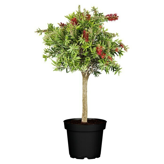 Callistemon citrinus21 Splendens mit ro