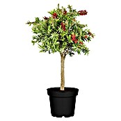 Callistemon citrinus21 Splendens mit ro