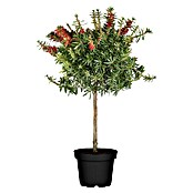 Callistemon citrinus21 Splendens mit ro