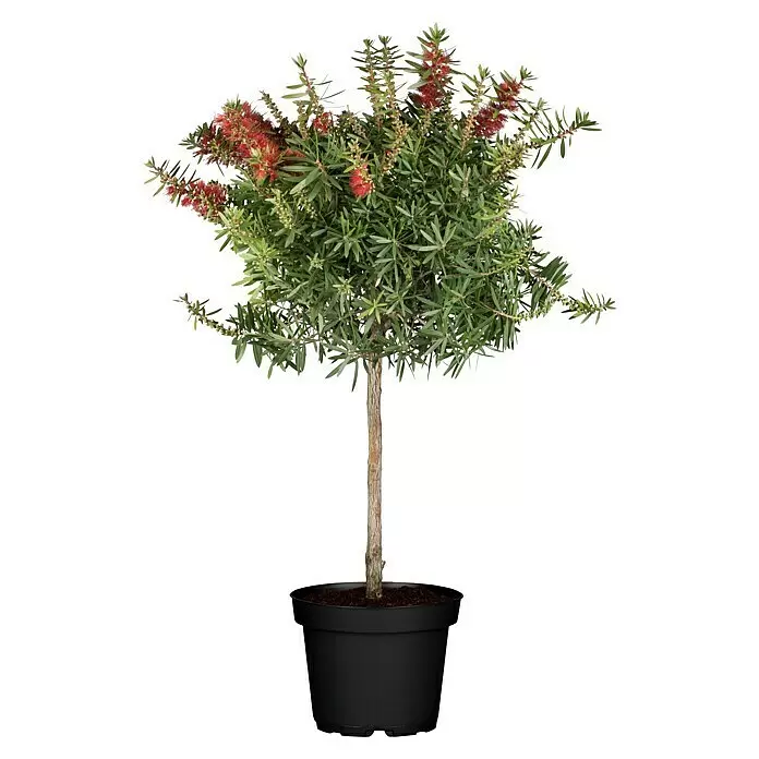 Piardino Zylinderputzer Stamm - Callistemon citrinus, Topfgröße: 21 cm - Getopfter Callistemon (Flaschenbürstenstrauch) mit roten Blüten und grünen Blättern in schwarzem Topf.