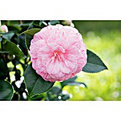 Camelia japonica 6 i.F. gem. knospig far
