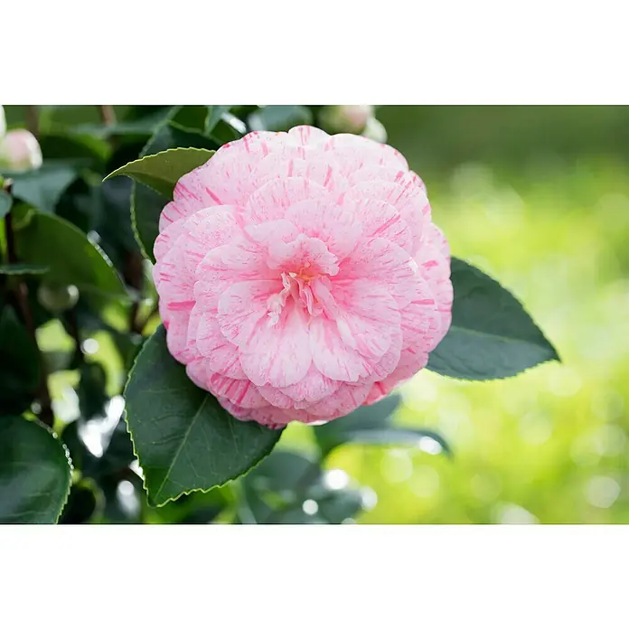Piardino Japanische Kamelie - Camellia japonica, Blütenfarbe: Rot/Rosa/Weiß - Nahaufnahme einer rosa gestreiften Kamelienblüte, umgeben von grünen Blättern, die die zarte Schönheit der Blüte hervorheben.