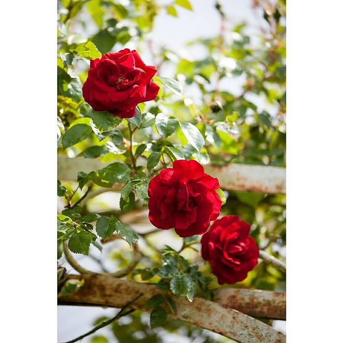 Rosa Hybride KletterLizenzfrei 3 Sonder