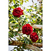 Rosa Hybride KletterLizenzfrei 3 Sonder