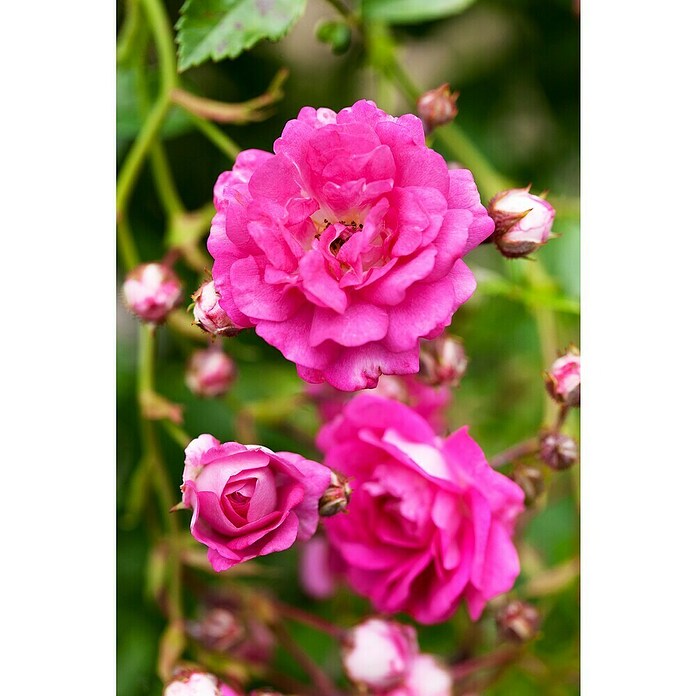 Rosa Hybride KletterLizenzfrei 3 Sonder