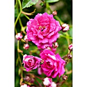 Rosa Hybride KletterLizenzfrei 3 Sonder