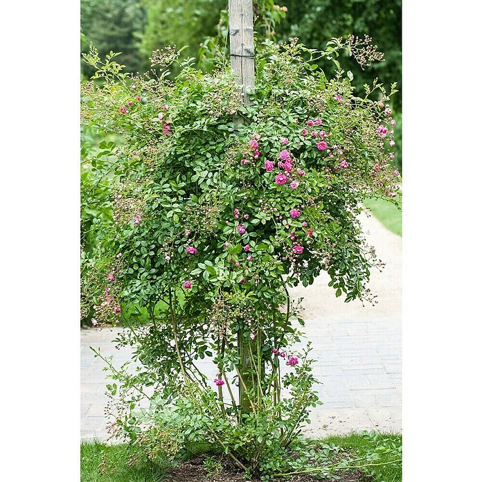 Rosa Hybride KletterLizenzfrei 3 Sonder