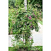 Rosa Hybride KletterLizenzfrei 3 Sonder