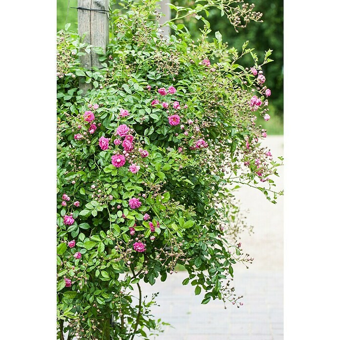 Rosa Hybride KletterLizenzfrei 3 Sonder