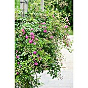 Rosa Hybride KletterLizenzfrei 3 Sonder