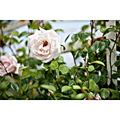 Rosa Hybride KletterLizenzfrei 3 Sonder