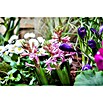 Piardino Hyazinthe (Hyacinthus orientalis) | BAUHAUS