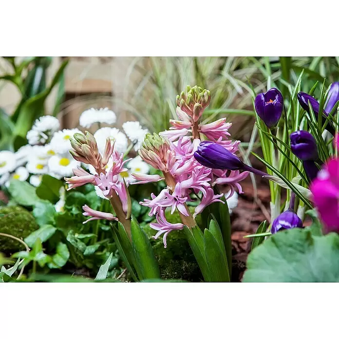 Piardino Frühlingsblumenzwiebeln Hyazinthe - Hyacinthus orientalis, Farben gemischt - Rosa Hyazinthen und lila Krokusknospen zwischen grünen Blättern, mit weißen Gänseblümchen im Hintergrund.