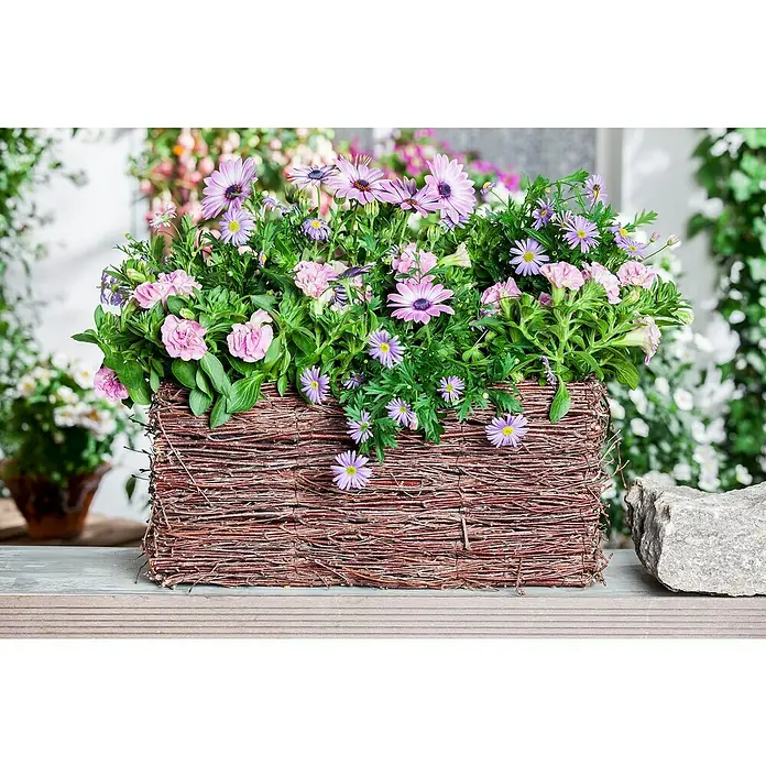 Piardino Petunia - Potunia, Tamaño de maceta: 12 cm, En función de la variedad - Jardinera tejida llena de abundantes margaritas rosas y moradas, un acento decorativo y natural para cualquier espacio.