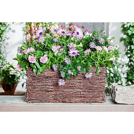 Piardino  Petunia
